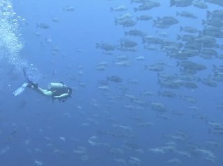 Scuba diving underwater with a school of fish